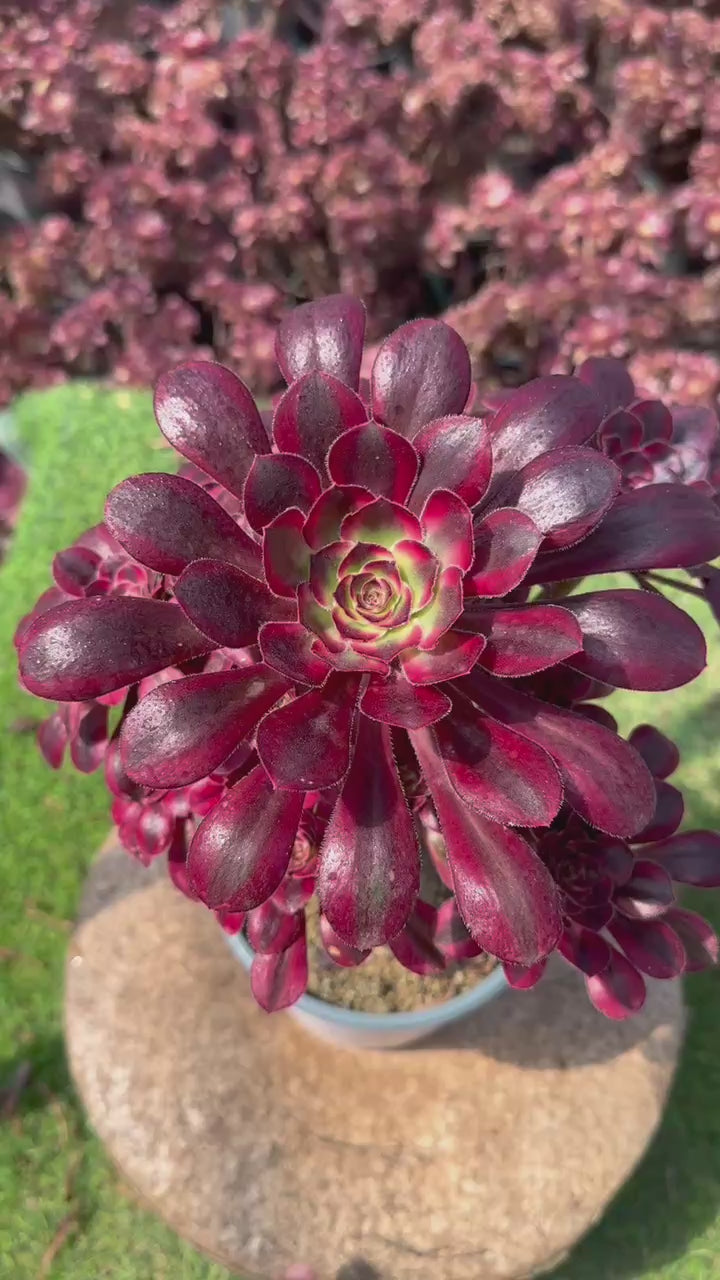 Rare- Aeonium chanel cluster imported cheapest