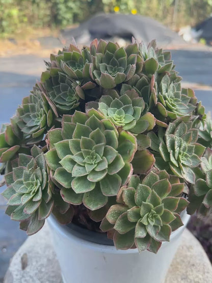 46Halloween brocade cluster20-30cm Old pile/ 10-20heads/ Aeonium cluster / Variegated Natural Live Plants Succulents