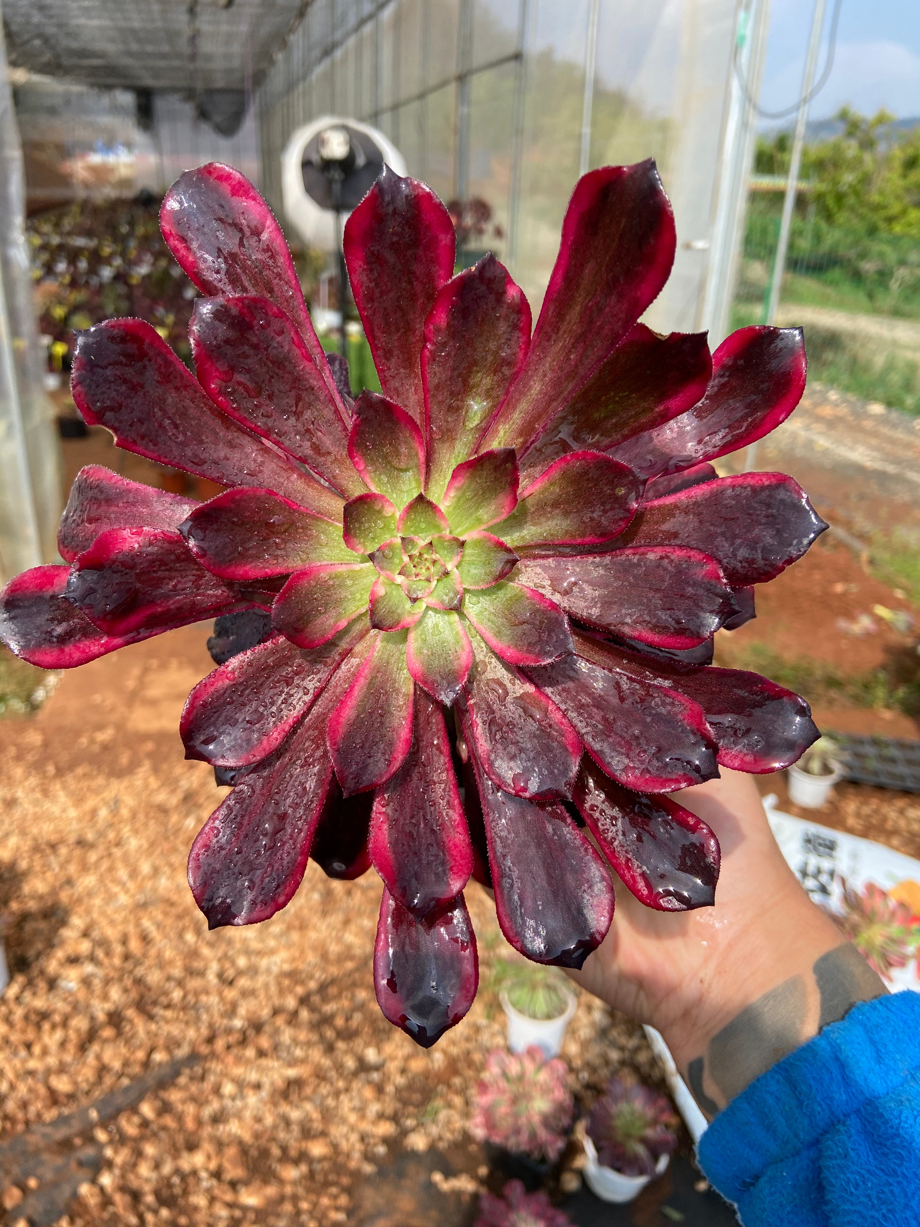 Live plant succulent sold Aeonium Mardi Gras crested