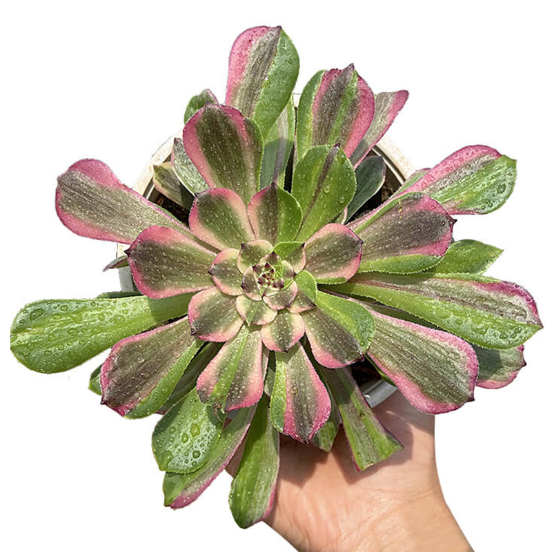 Fendai single head 10-15cm / Aeonium single head/Variegated Natural Live Plants Succulents