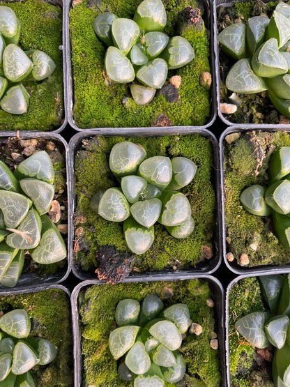 Luckycloud(Pot size 7cm)/Haworthia/Variegated Natural Live Plants Succulents