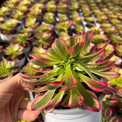 Morning Glow single head 10-15cm / Aeonium single head/Variegated Natural Live Plants Succulents