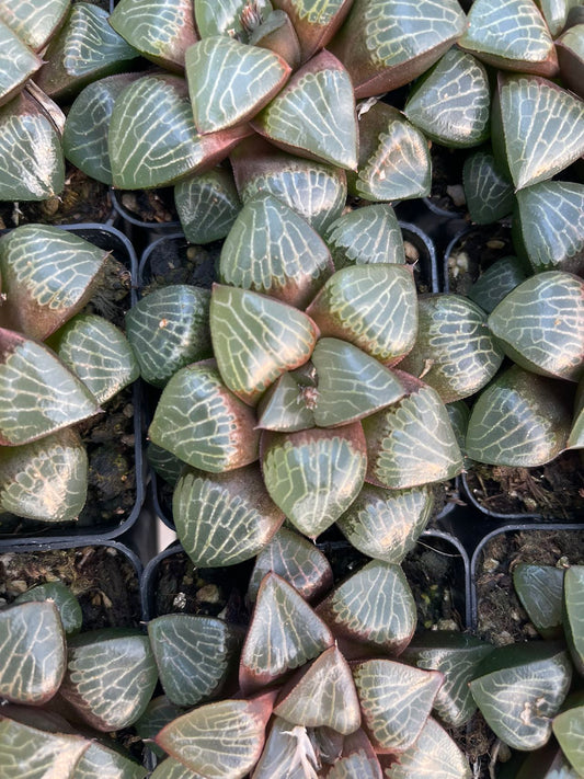 The allure of Sen(Pot size 7cm)/Haworthia/Variegated Natural Live Plants Succulents