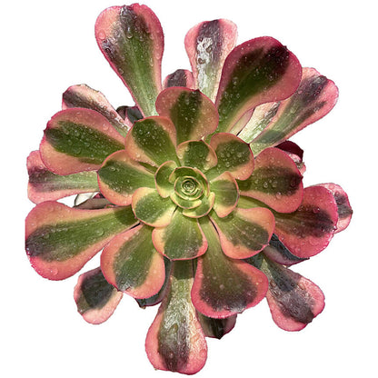 Roselle Einzelkopf 10-15 cm/Aeonium Einzelkopf/Bunte natürliche lebende Pflanzen Sukkulenten