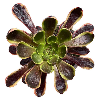 Superbang Einzelkopf 10–15 cm/Aeonium Einzelkopf/Bunte natürliche lebende Pflanzen Sukkulenten
