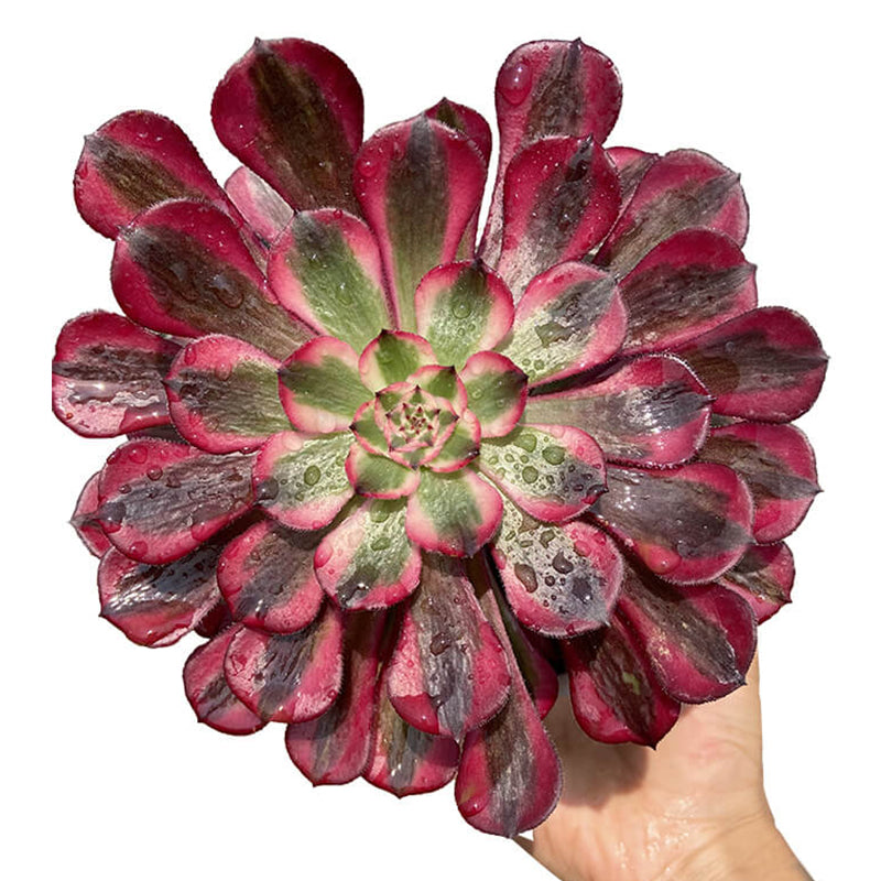 Zwartkin bunter Einzelkopf 10–15 cm/Aeonium Einzelkopf/Variegierte natürliche lebende Pflanzen, Sukkulenten