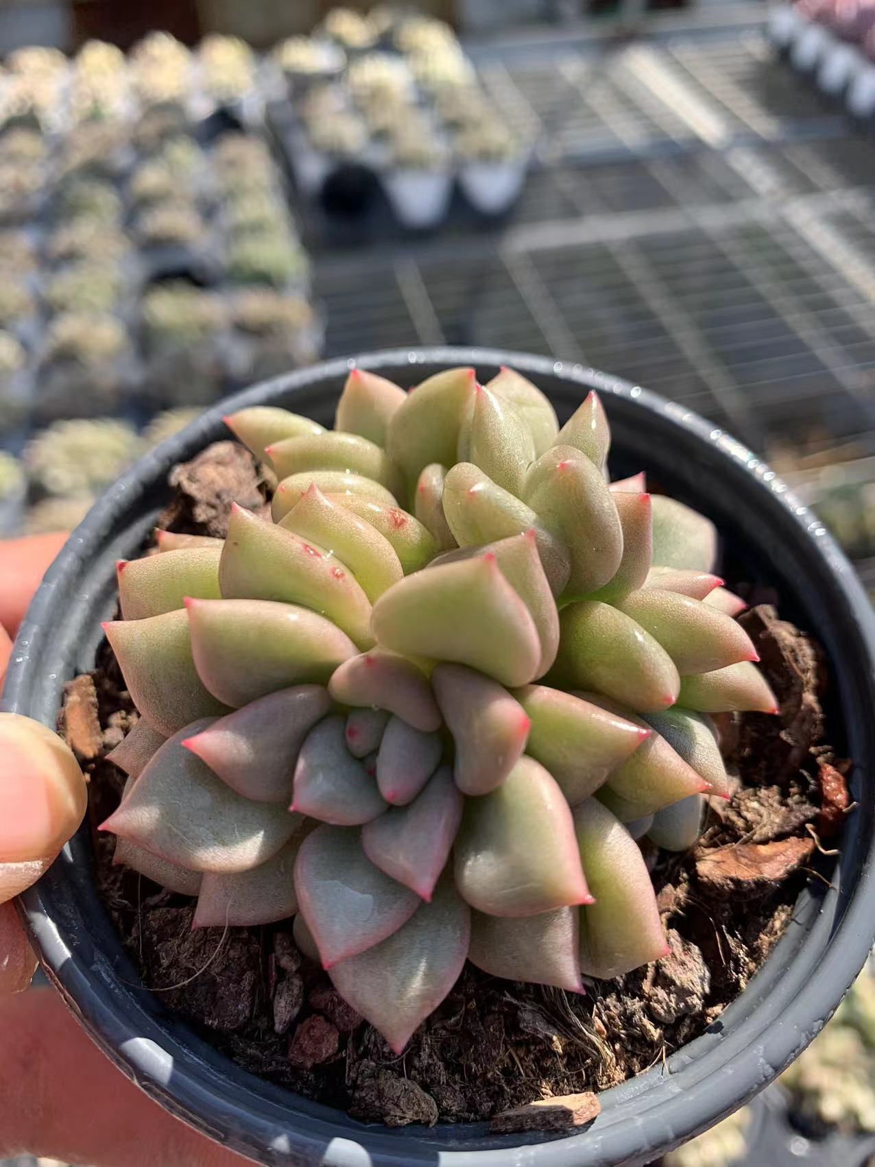 Elfenbein (Topfgröße 9 cm)/Echeveria/bunte natürliche lebende Pflanzen, Sukkulenten