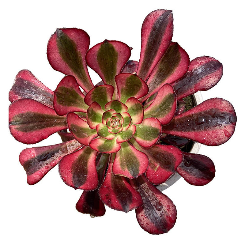 Chanel single head 10-15cm / Aeonium single head/Variegated Natural Live Plants Succulents