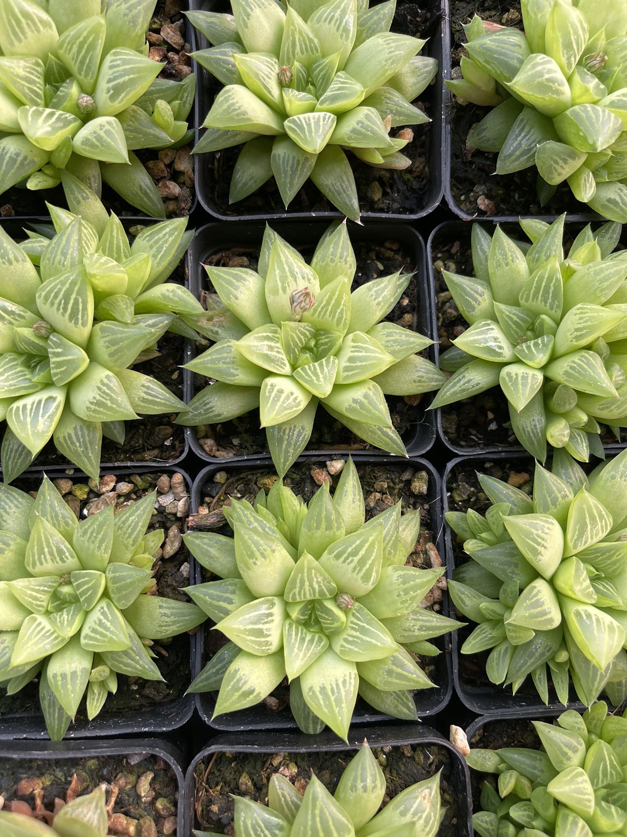 Mutica(Pot size 7cm)/Haworthia/Variegated Natural Live Plants Succulents