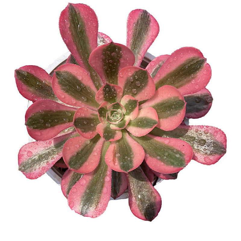 Rosa Hexe Einzelkopf 10-15 cm/Aeonium Einzelkopf/Variegierte natürliche lebende Pflanzen Sukkulenten