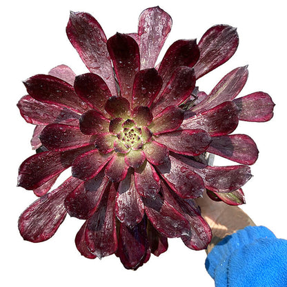 Schwarzer Pfingstrosen-Einzelkopf 10–15 cm/Aeonium-Einzelkopf/bunte natürliche lebende Pflanzen, Sukkulenten