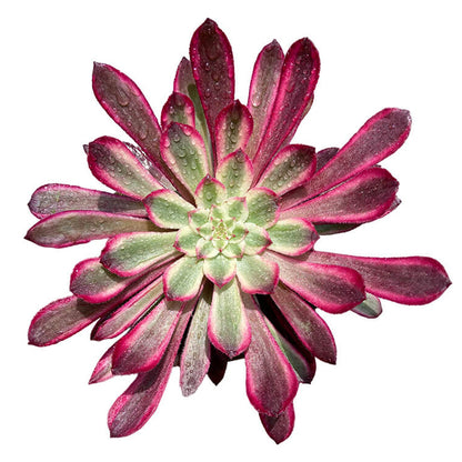 Scarlett Ink Einzelkopf 10–15 cm/Aeonium Einzelkopf/Bunte natürliche lebende Pflanzen Sukkulenten