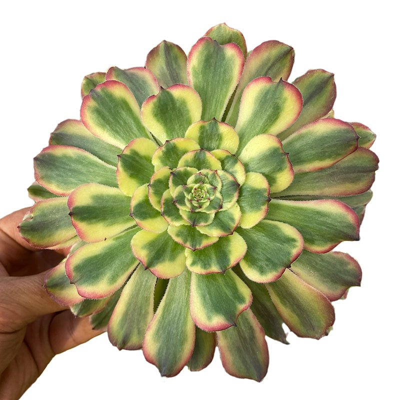 Kaiser Sharon Einzelkopf 10–15 cm/Aeonium Einzelkopf/Bunte natürliche lebende Pflanzen Sukkulenten