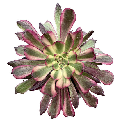 Tanzende Fee, einzelner Kopf 10–15 cm/Aeonium, einzelner Kopf/bunte natürliche lebende Pflanzen, Sukkulenten