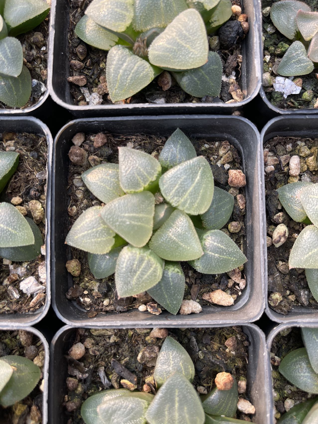 Cui bei(Pot size 7cm)/Haworthia/Variegated Natural Live Plants Succulents