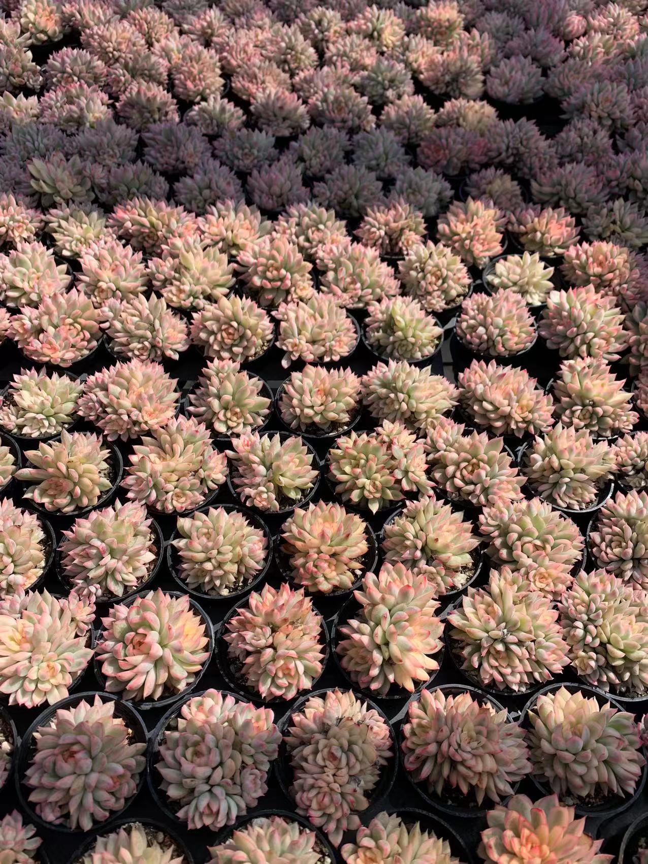 Mebina (Topfgröße 5,5 cm)/Echeveria/Bunte natürliche lebende Pflanzen Sukkulenten