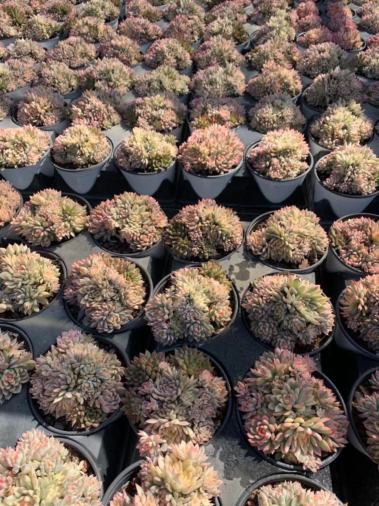 Mebina(Pot size 14cm)/Echeveria/Variegated Natural Live Plants Succulents