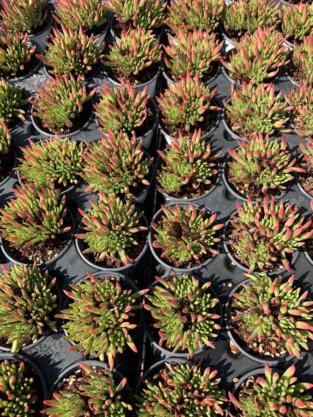 Dudleya viscida (Topfgröße 9 cm)/Echeveria/Bunte natürliche lebende Pflanzen Sukkulenten