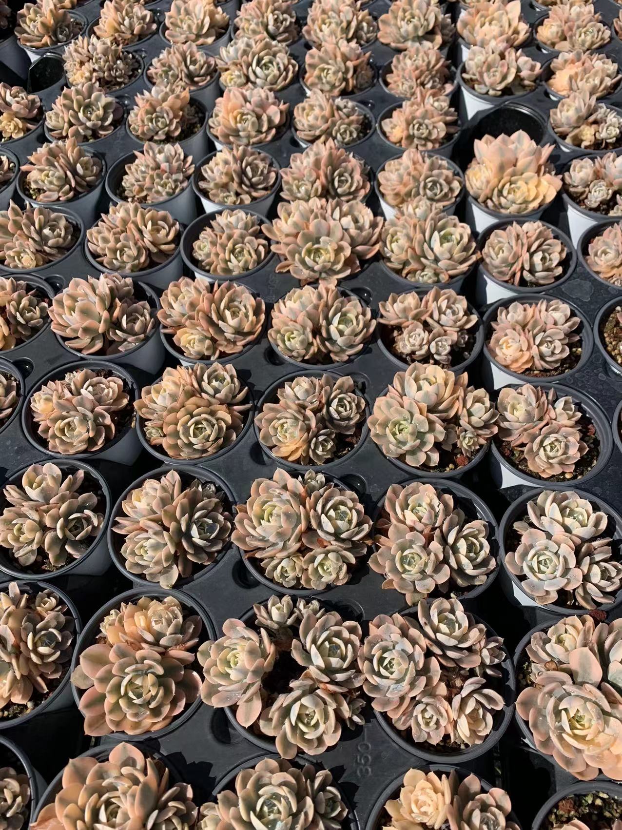 Lu's Brokat (Topfgröße 9 cm)/Echeveria/Bunte natürliche lebende Pflanzen, Sukkulenten