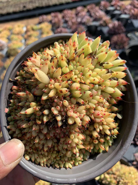 Grampus (Pot size 14cm)/Echeveria/Variegated Natural Live Plants Succulents