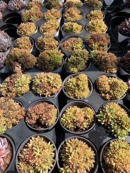 Grampus (Pot size 14cm)/Echeveria/Variegated Natural Live Plants Succulents