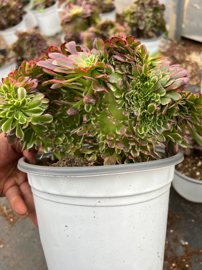 Morning Glow crested 20-25cm has roots/Aeonium Affix / Variegated Natural Live Plants Succulents