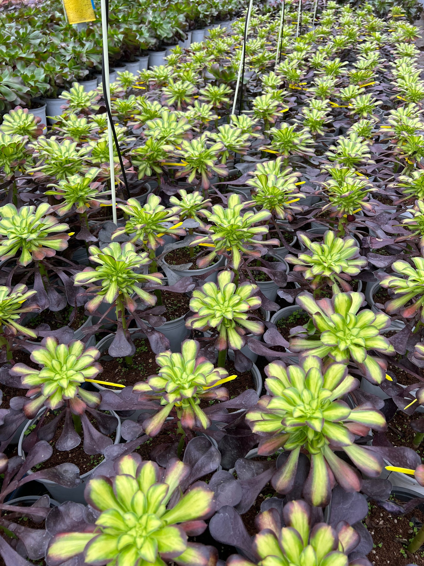 Shaohua single head 15-20cm / Aeonium single head/Variegated Natural Live Plants Succulents