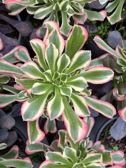 Green Witch single head 10-15cm / Aeonium single head/Variegated Natural Live Plants Succulents