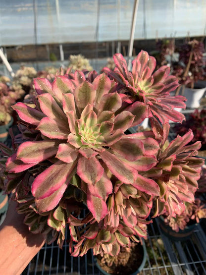 Scarlett Ink cluster15-20cm/ 8-15 heads/ Aeonium cluster/ Variegated Natural Live Plants Succulents