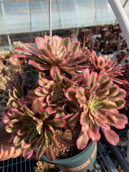 Scarlett Ink cluster15-20cm/ 8-15 heads/ Aeonium cluster/ Variegated Natural Live Plants Succulents
