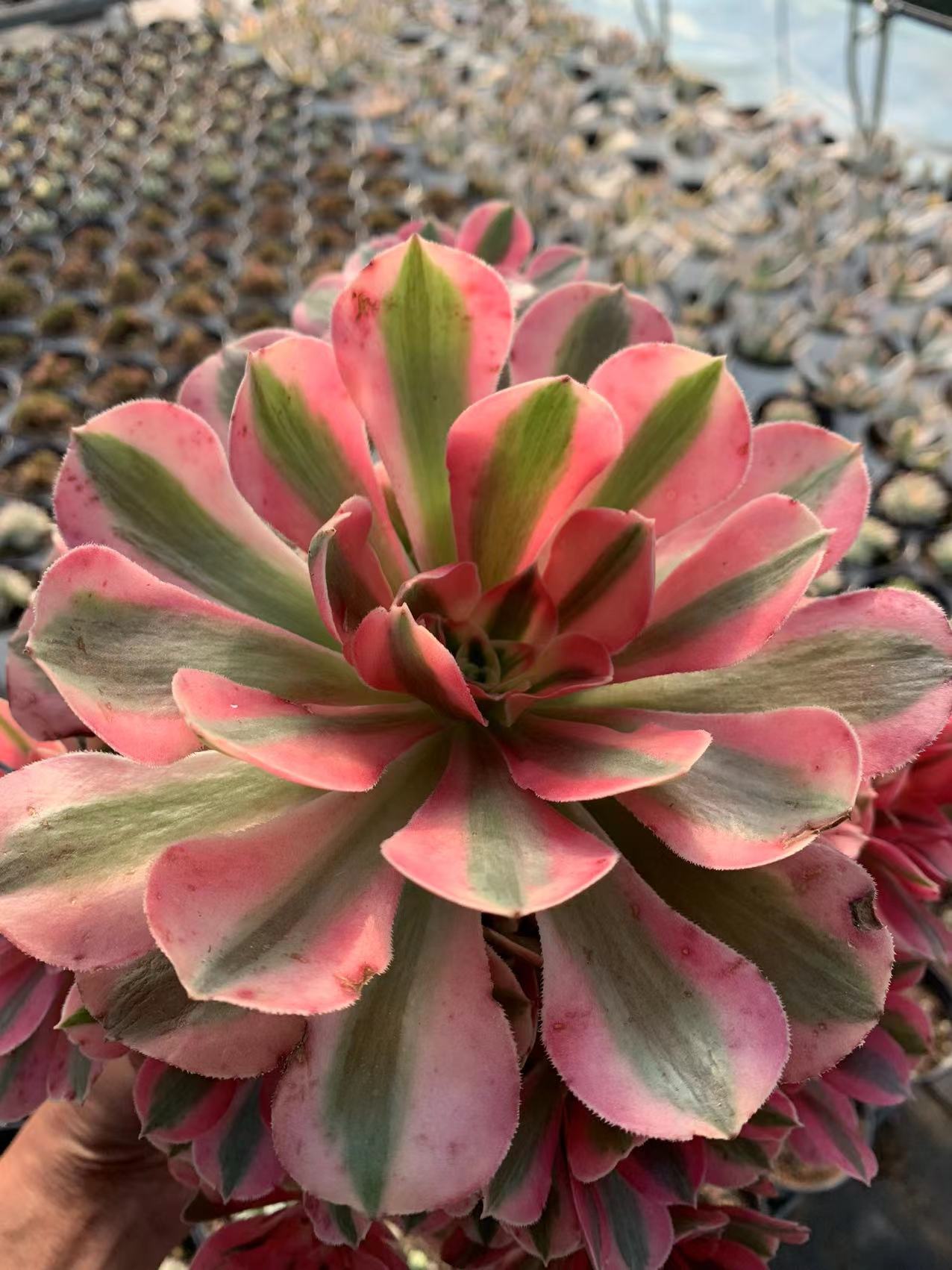 Pink Witch cluster25-30cm/ 8-15 heads/ Aeonium cluster/ Variegated Natural Live Plants Succulents