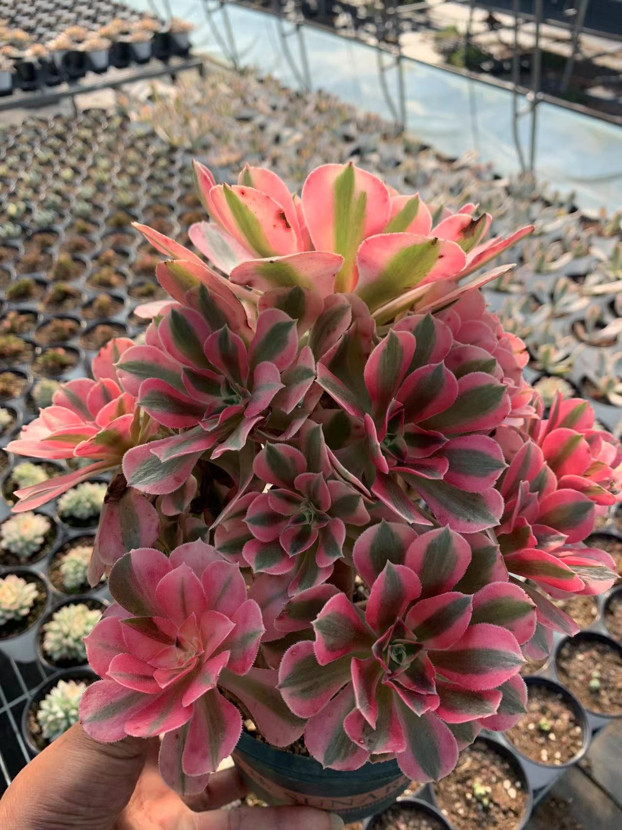 Pink Witch cluster25-30cm/ 8-15 heads/ Aeonium cluster/ Variegated Natural Live Plants Succulents