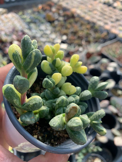 Astridia velutina 'Brocade' (Topfgröße 9 cm)/Echeveria/Bunte natürliche lebende Pflanzen Sukkulenten