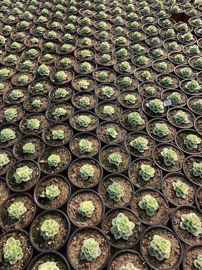 ¡®Rolly¡¯ Variegata(Pot size 10cm)/Echeveria/Variegated Natural Live Plants Succulents