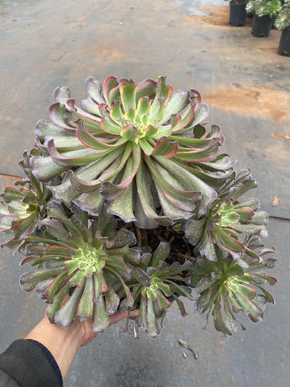 Fendai cluster25-30cm/ 8-15 heads/ Aeonium cluster/ Variegated Natural Live Plants Succulents