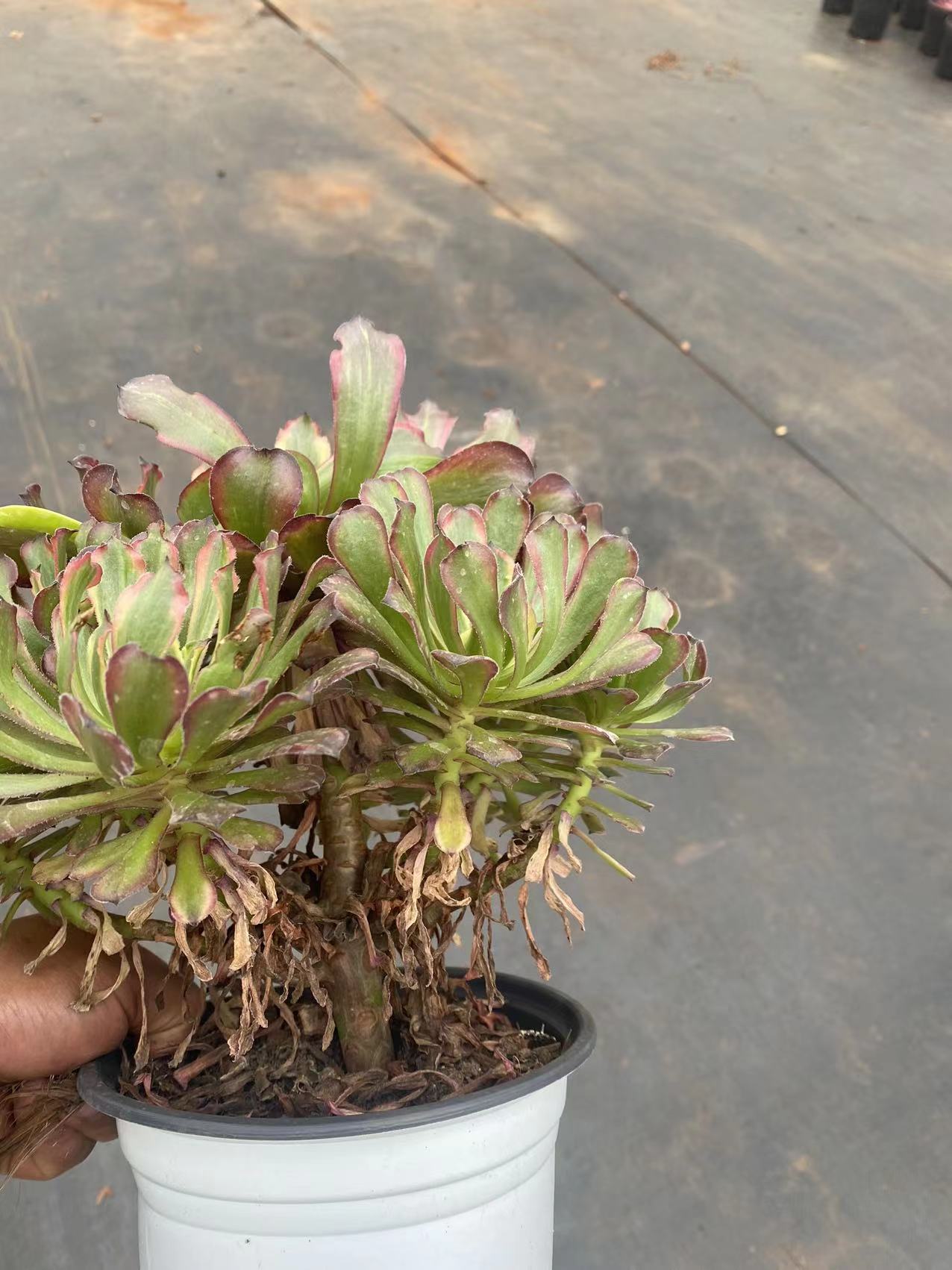 Fendai cluster20-25cm/ 8-15 heads/ Aeonium cluster/ Variegated Natural Live Plants Succulents