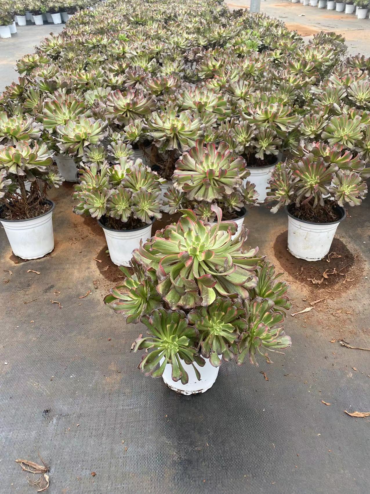 Fendai cluster20-25cm/ 8-15 heads/ Aeonium cluster/ Variegated Natural Live Plants Succulents