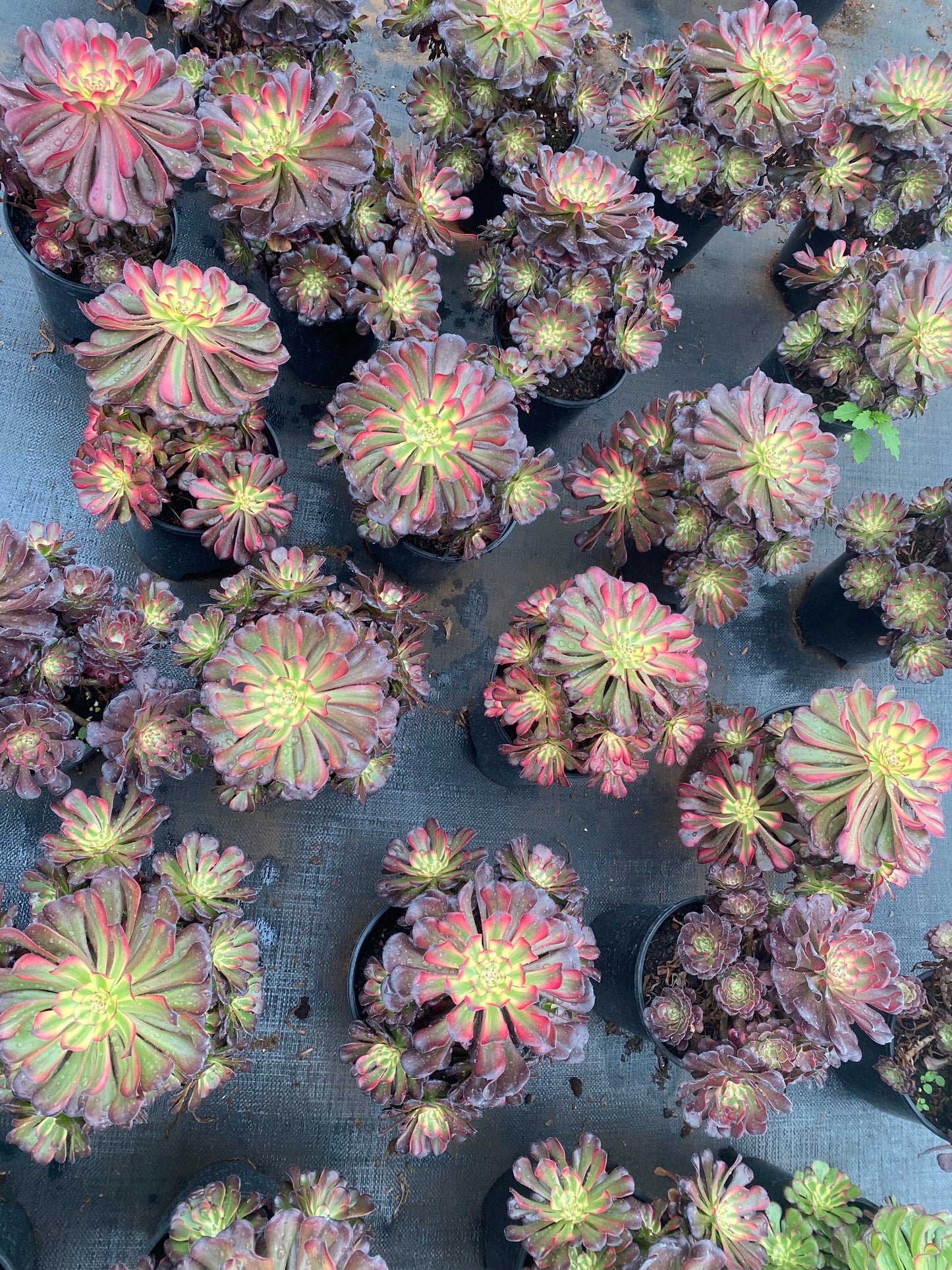 Yuechan cluster20-25cm/ 8-15 heads/ Aeonium cluster/ Variegated Natural Live Plants Succulents