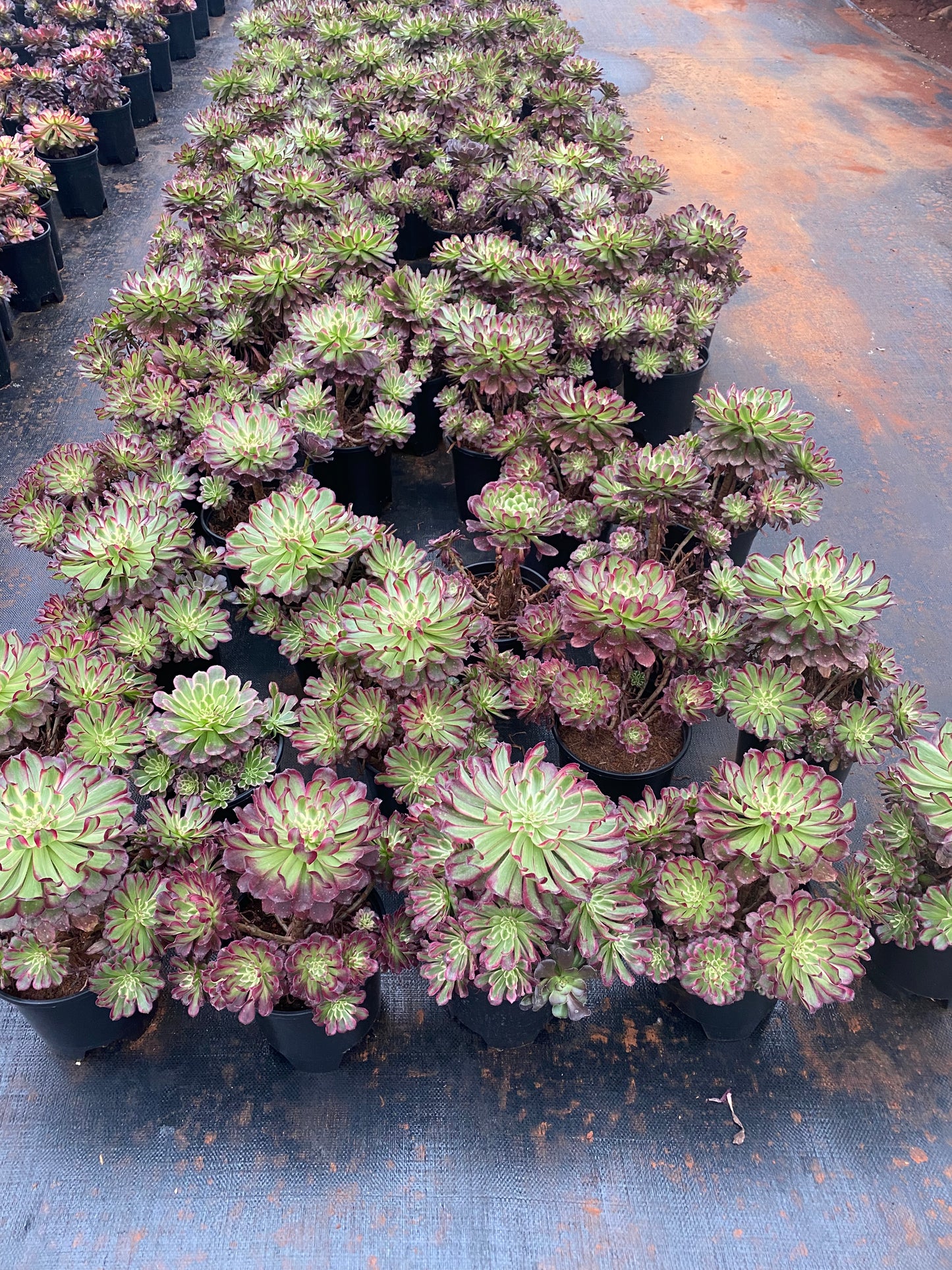 Qingyi cluster20-25cm/ 8-15 heads/ Aeonium cluster/ Variegated Natural Live Plants Succulents