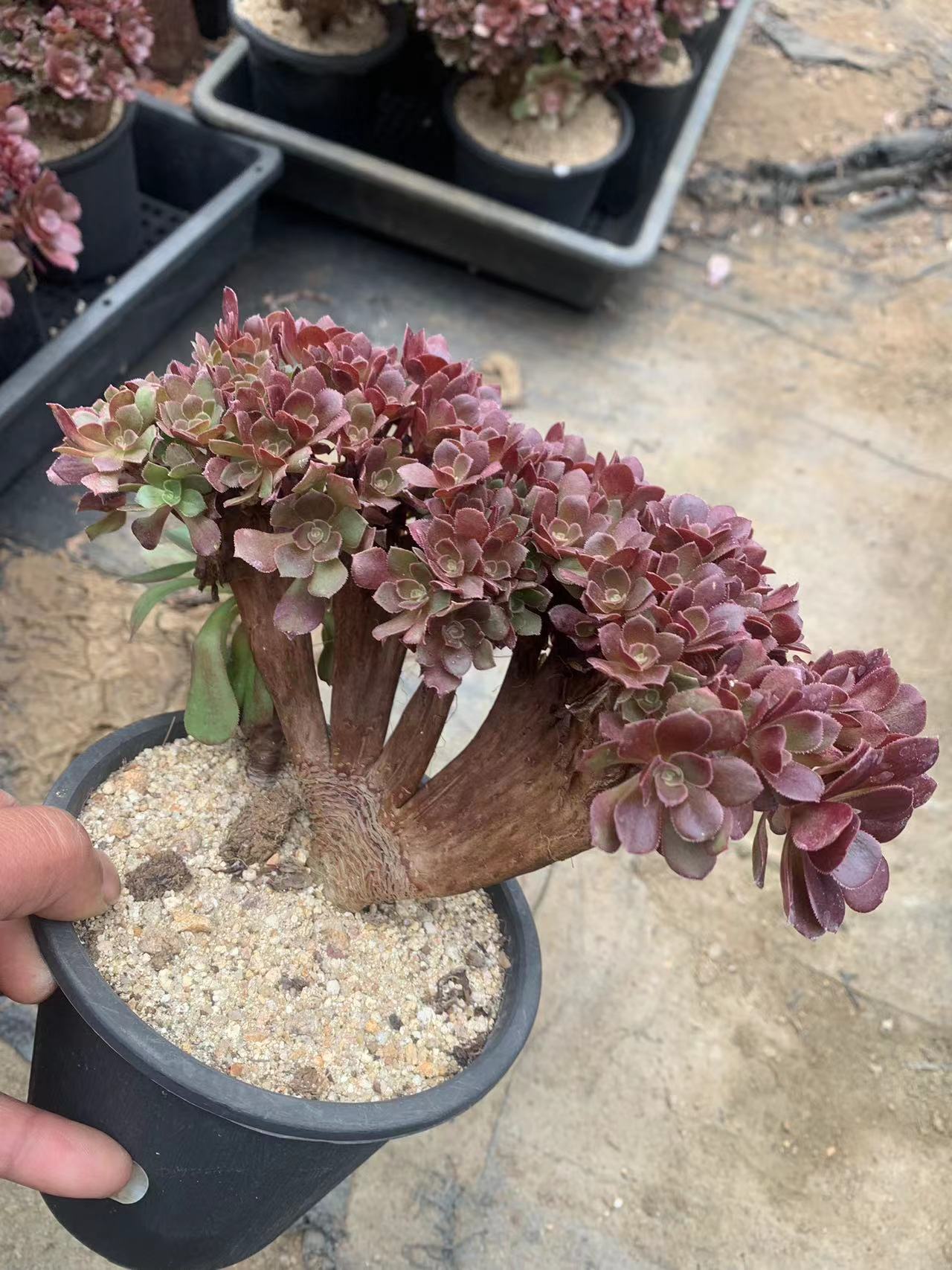 Live plant 2024 succulent Aeonium 'rose’ crested