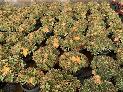 Süßer Tee-Cluster 20–25 cm/ 8–15 Köpfe/ Aeonium-Cluster/ Bunte natürliche lebende Pflanzen, Sukkulenten