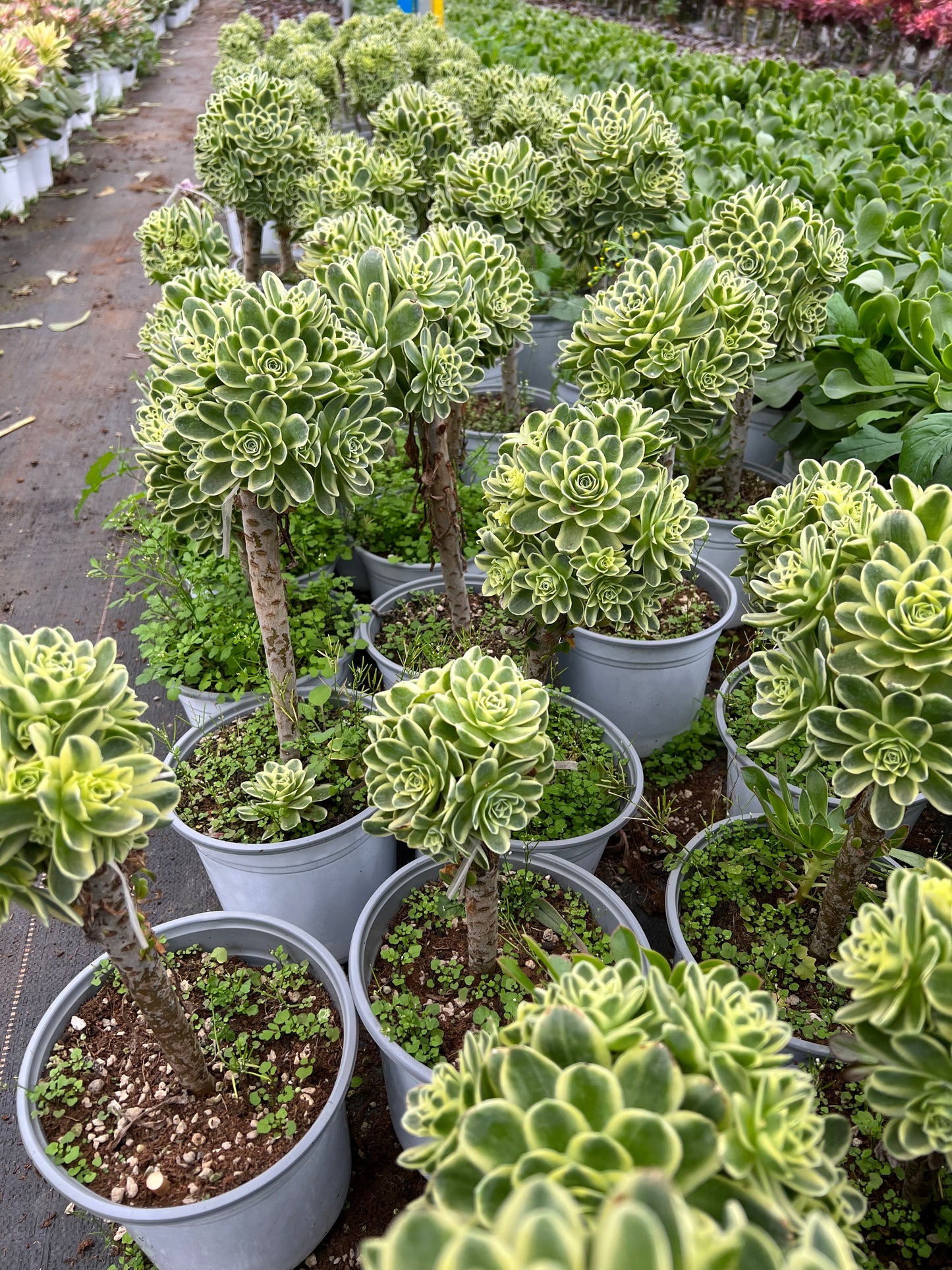 Greenovia diplocycla (Topfgröße 12 cm)/Echeveria/bunte natürliche lebende Pflanzen, Sukkulenten