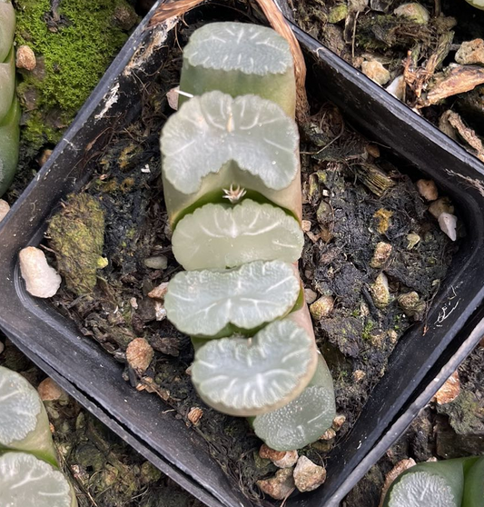 Bai Ya(Pot size 7cm)/Haworthia/Variegated Natural Live Plants Succulents