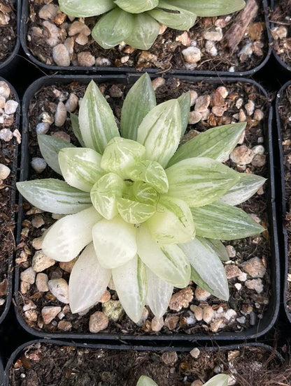 Eisfuchsbrokat (Topfgröße 7 cm)/Haworthia/Bunte natürliche lebende Pflanzen Sukkulenten