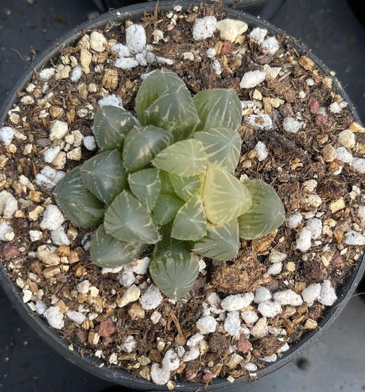 Red thread brocade(Pot size 7cm)/Haworthia/Variegated Natural Live Plants Succulents