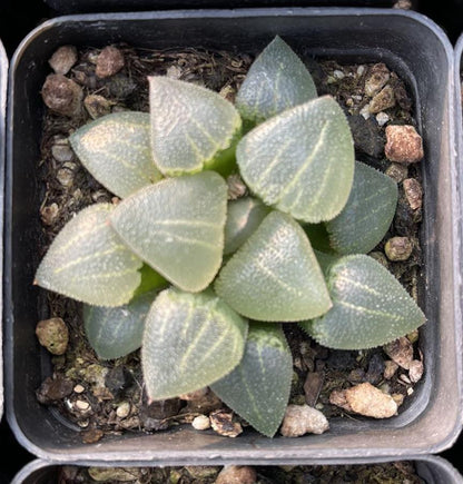 Cui bei(Pot size 7cm)/Haworthia/Variegated Natural Live Plants Succulents
