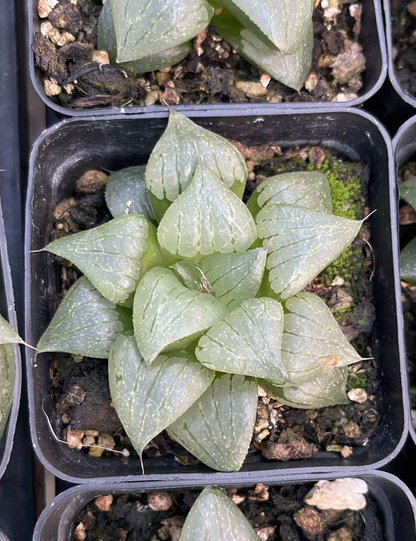 Galois (Topfgröße 7 cm)/Haworthia/Bunte natürliche lebende Pflanzen Sukkulenten