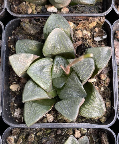 Black muscle gram(Pot size 7cm)/Haworthia/Variegated Natural Live Plants Succulents