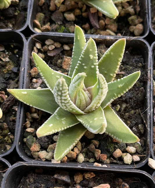 Emperor(Pot size 7cm)/Haworthia/Variegated Natural Live Plants Succulents