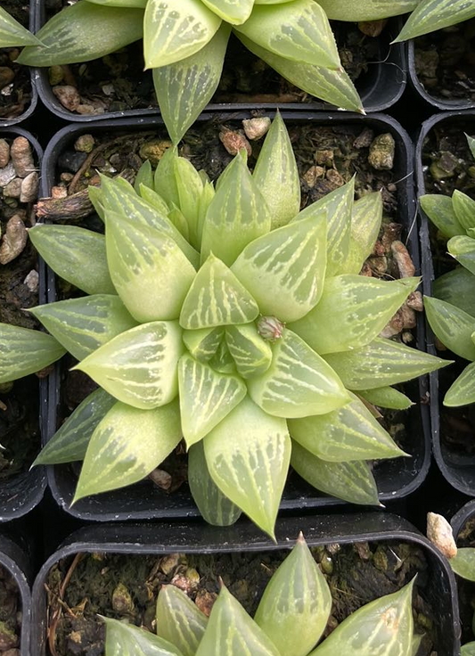 Mutica(Pot size 7cm)/Haworthia/Variegated Natural Live Plants Succulents